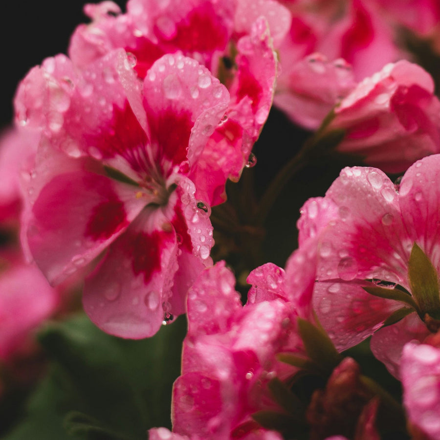 Simplehuman Geranium Multi-Surface Cleaning Tablets, aesthetic close-up of wet Geranium flowers.