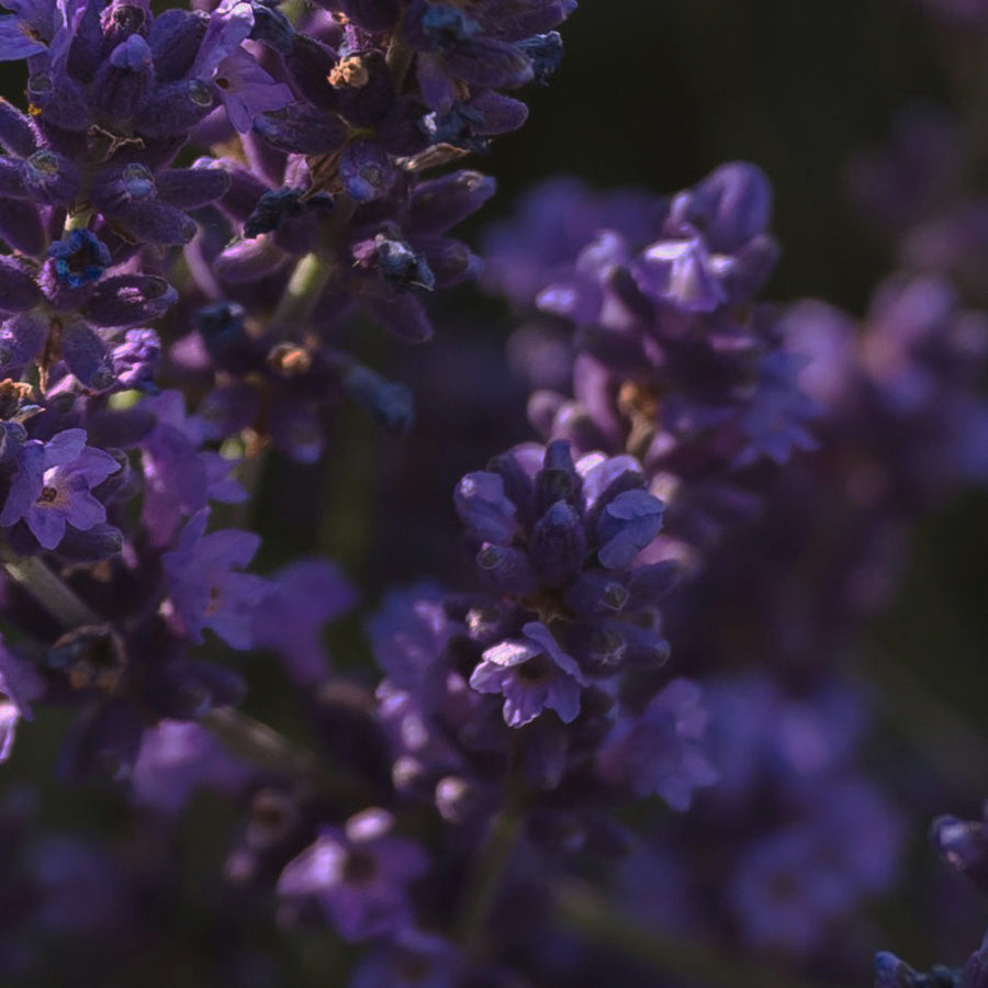 Simplehuman Watermint Lavender Multi-Surface Cleaning Tablets, aesthetic close-up of rich purple lavender flowers.